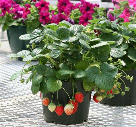 盆栽草莓种植方法详细说明