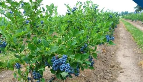 盆栽蓝莓怎么种植