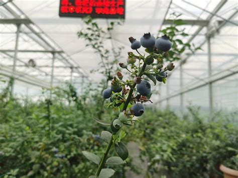 盆栽蓝莓种植方法与管理技术视频