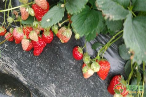 目前最好的草莓品种介绍
