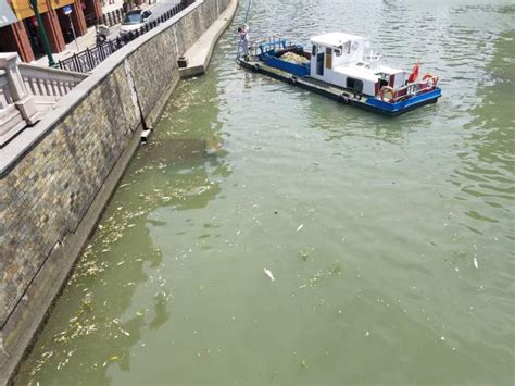 盲目放生上海苏州河出现大量死鱼