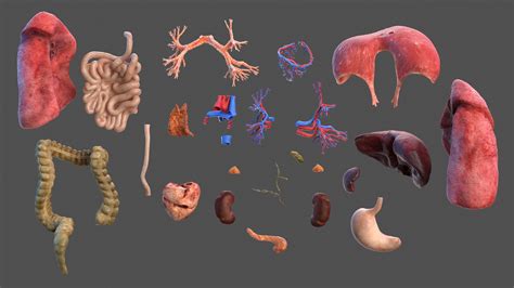 真实人体全身器官模型