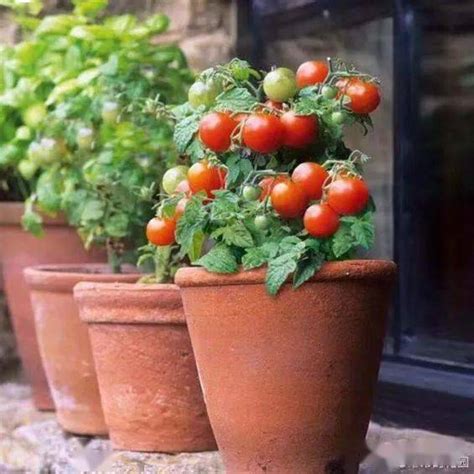 矮化的番茄能长多高