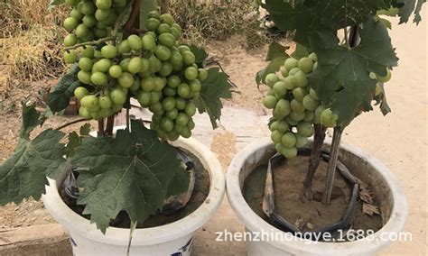 矮化葡萄树怎样栽培