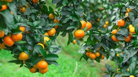 砂糖橘的栽培