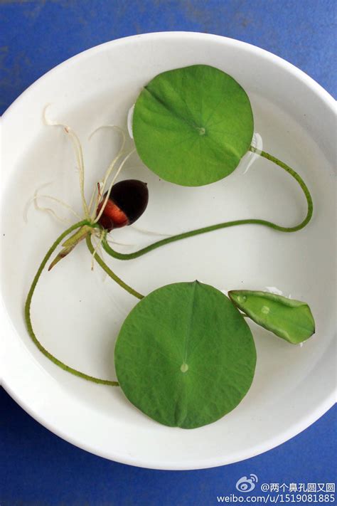 碗莲可以直接在清水中种植吗