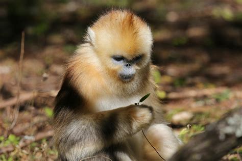 神农架金丝猴属于哪种金丝猴