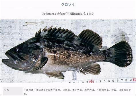 福岛的鱼能吃吗