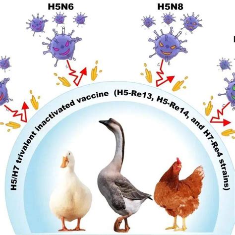 禽流感最新信息