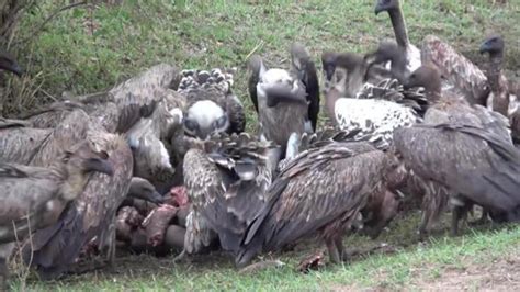 秃鹫吃腐肉视频