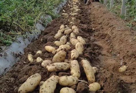 秋土豆种植技术与管理