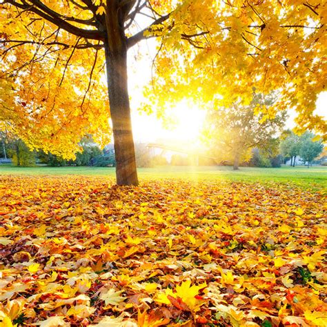 秋天的树微信图片