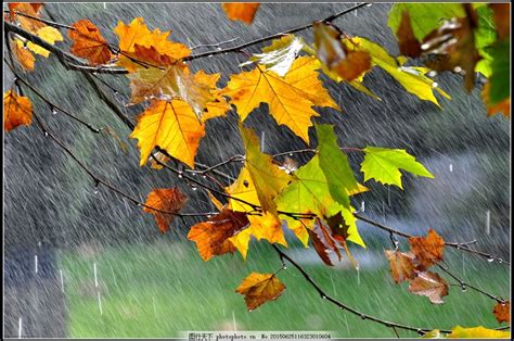 秋天的雨是什么样子的