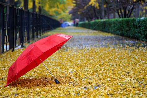 秋雨图片