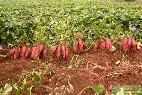 种一亩红薯一年能挣多少钱