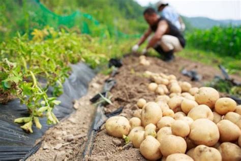 种土豆的最好化肥