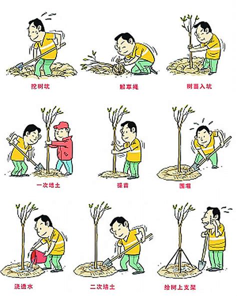 种树的五个步骤