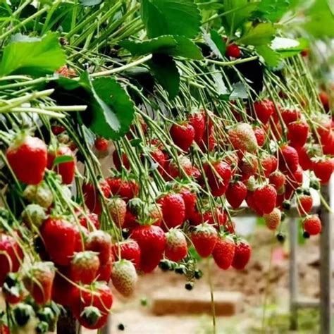 种植草莓的养殖户