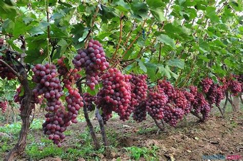 种植葡萄什么季节容易活