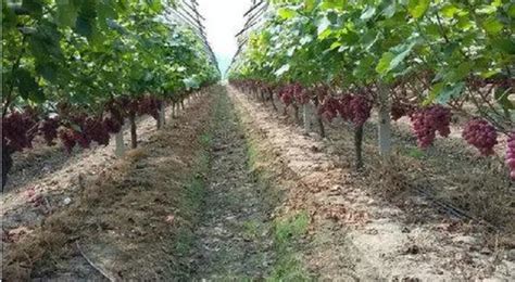 种植葡萄全部过程