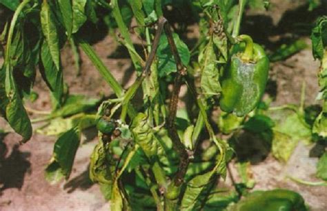 种植辣椒主要病虫害防治