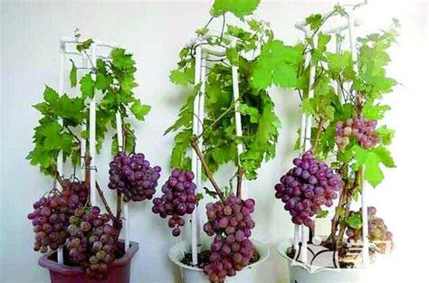 种盆栽葡萄怎么配土