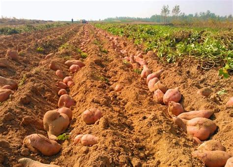种红薯一年赚多少