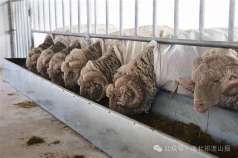 种羊繁育推广服务中心