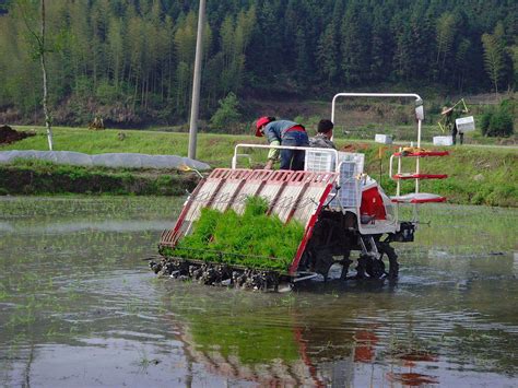 稻谷种植技术全程