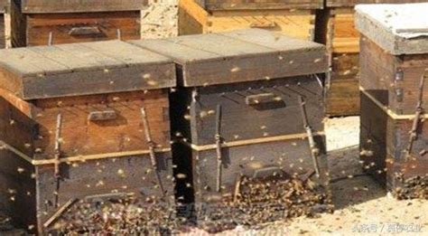 空箱吸引蜜蜂最快方法
