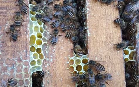 空蜂箱怎么引来蜜蜂