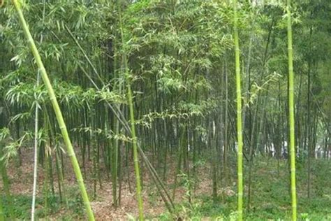 竹子什么时候种植最好