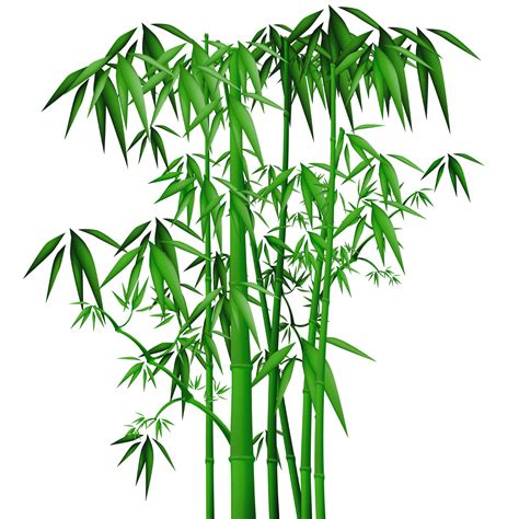 竹子带水的微信头像