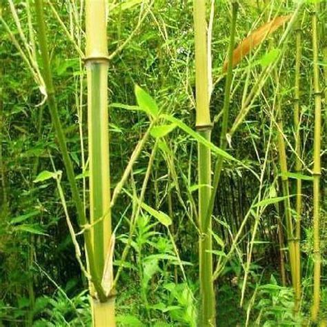 竹子的品种及图片大全