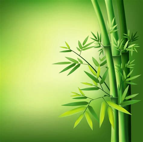 竹子的风景微信头像