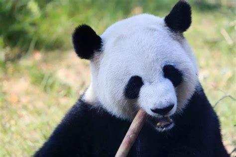 第一只被偷出中国的熊猫