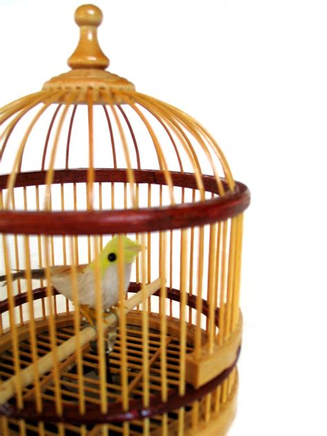 笼子里的金丝雀