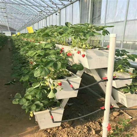 简易立体草莓栽培槽