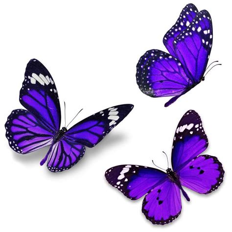紫色蝴蝶品种