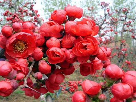红宝石海棠冬季