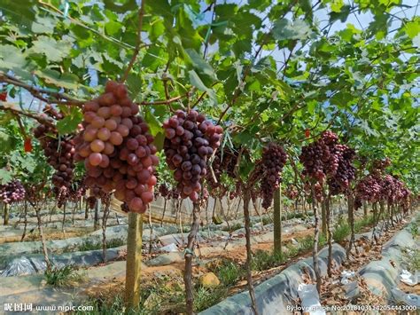 红提葡萄全年用肥方案