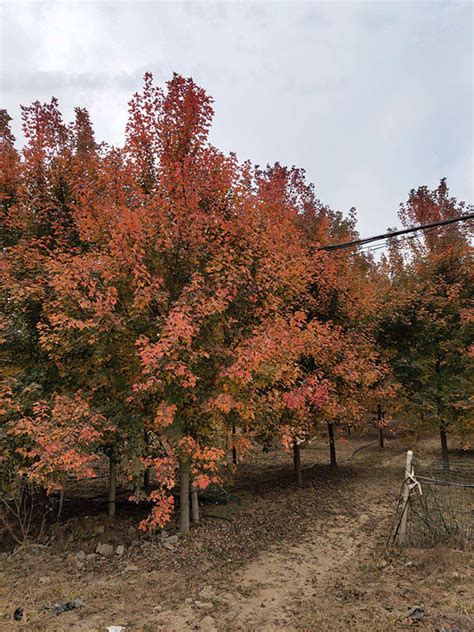 红枫树种子种植