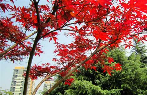 红枫树种植方法与管理