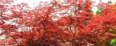 红枫树种植方法和繁殖技术