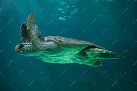 红海龟的真实身份