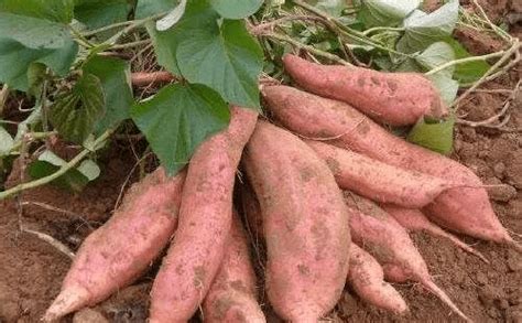 红薯如何种植才更好更大