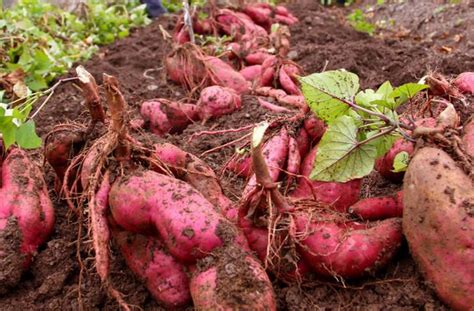 红薯如何种植方法如下