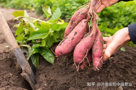 红薯怎么种植才能生长