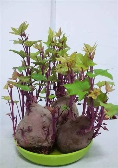 红薯怎么种植最好