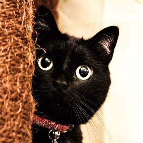 给小黑猫起名叫什么好听